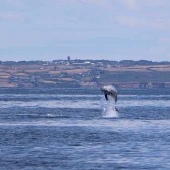 Dolphin jumping out of the water with coastal landscape in the background.