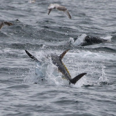 Fish splashing in the ocean surrounded by flying birds.
