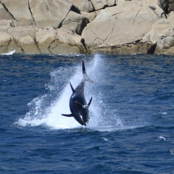 Tuna leaping from the ocean near rocky shoreline.