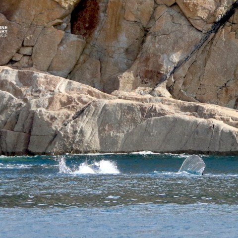 Rocky cliff with water splash and tuna tail near the surface.