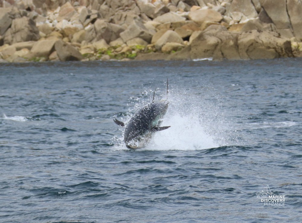 Tuna leaping out of water near rocky shoreline.