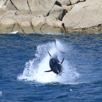 A tuna jumps out of the water near rocky cliffs.