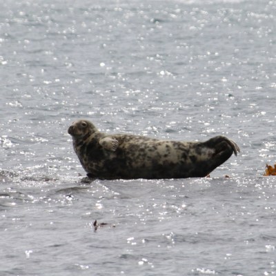 A seal lying on a rock in the water, facing left, with its head raised and tail extended.