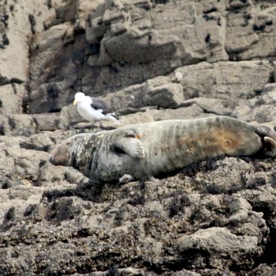Seal resting on rocky shore with a seagull nearby.