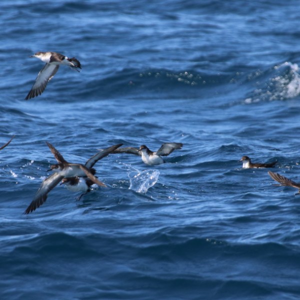 Several seabirds flying low over the ocean waves.