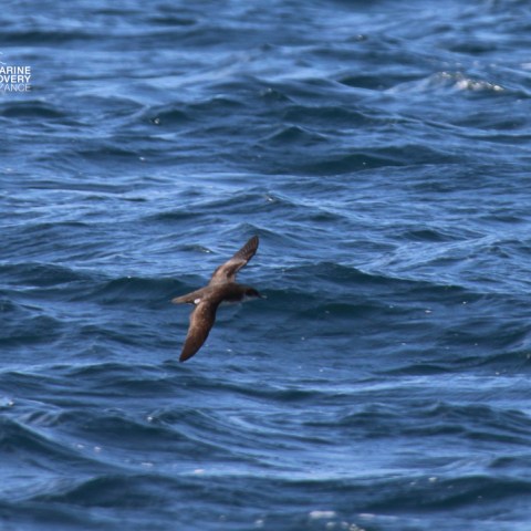 Bird flying over ocean waves on a sunny day.