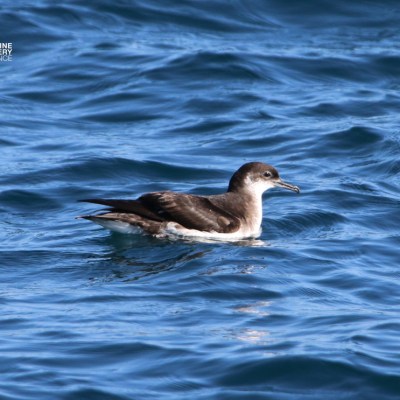 A lone seabird floats on the blue ocean surface.
