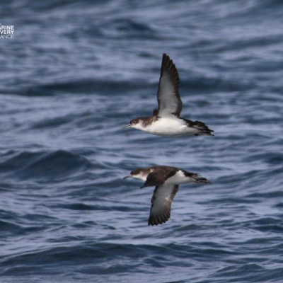 Bird flying over the ocean with its reflection visible in the water.