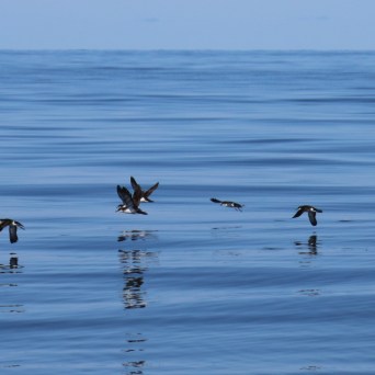 Seabirds flying low over calm blue ocean waves.