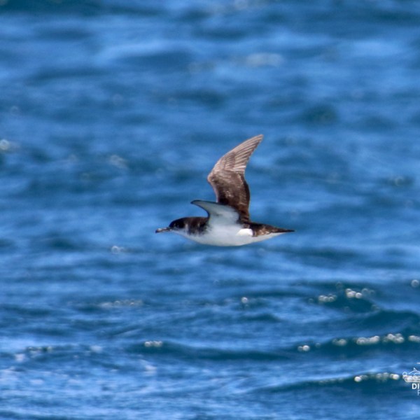 Bird flying over the ocean with wings spread.