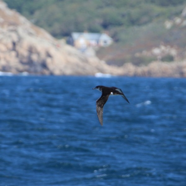 Seabird flying over ocean with rocky coastline in background.