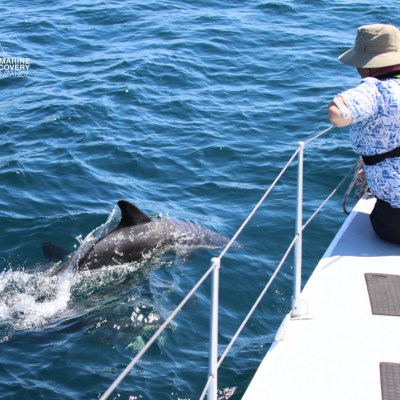 Person on boat watching a dolphin swimming in the ocean.