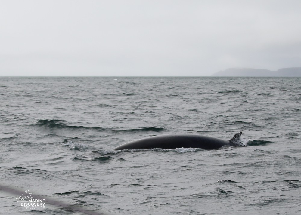 Whale surfacing in the ocean under cloudy skies.