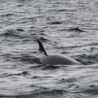 Dorsal fin of a whale partially submerged in choppy sea water.
