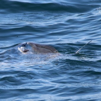 Marine animal swimming partially submerged in open water.