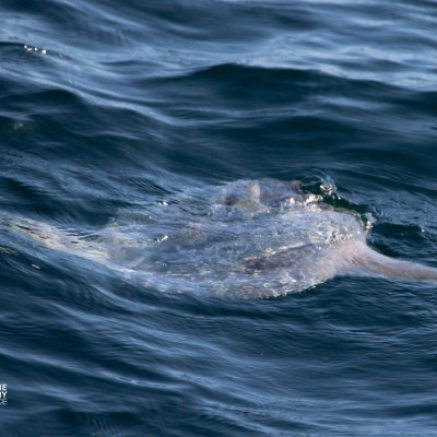 Partially submerged fish with fins visible in rippling ocean water.