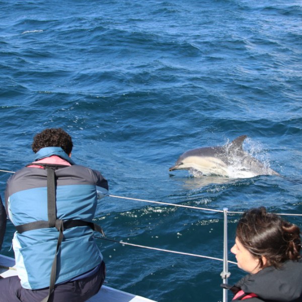 Three people watching a dolphin swim near a boat at sea.