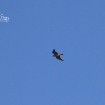 A bird soaring in a clear blue sky.