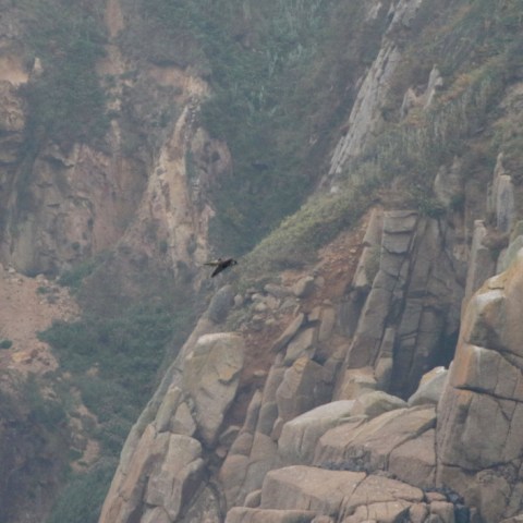 Bird perched on rocky cliffside with rugged landscape.