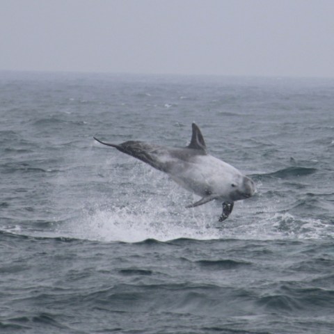 Dolphin leaping above ocean waves on a cloudy day.