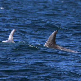 Two dolphin fins visible above the ocean surface.