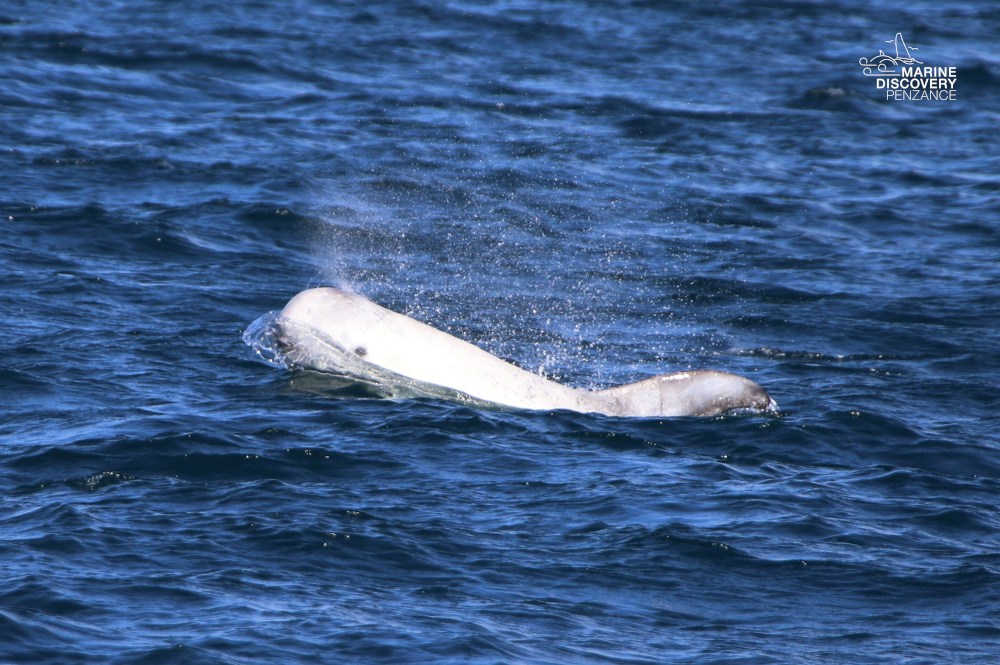 Whale surfacing in blue ocean with visible blowhole spray.