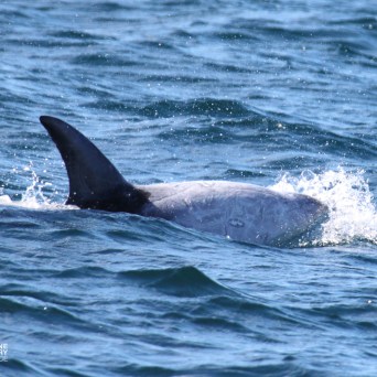 Dolphin fin above water surface with splashing waves.