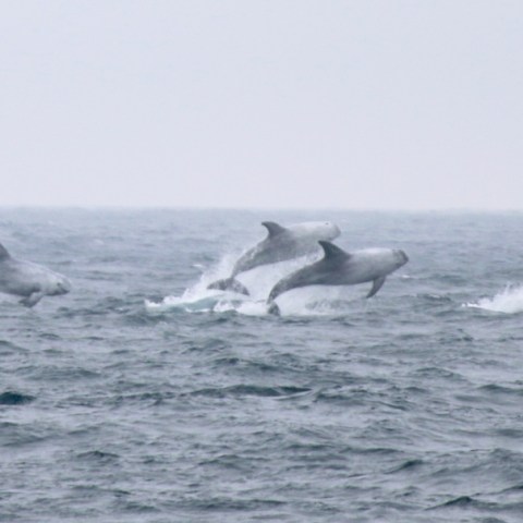 Group of dolphins leaping out of rough ocean waves.