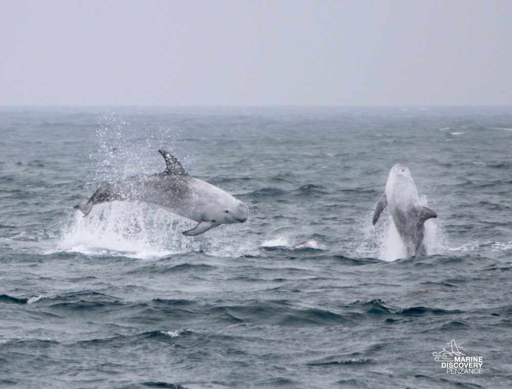 Two dolphins leaping out of the ocean on a cloudy day.