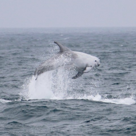 Dolphin leaping out of the ocean with a splash.