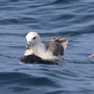 Seabird on water with dark feathers in its beak.