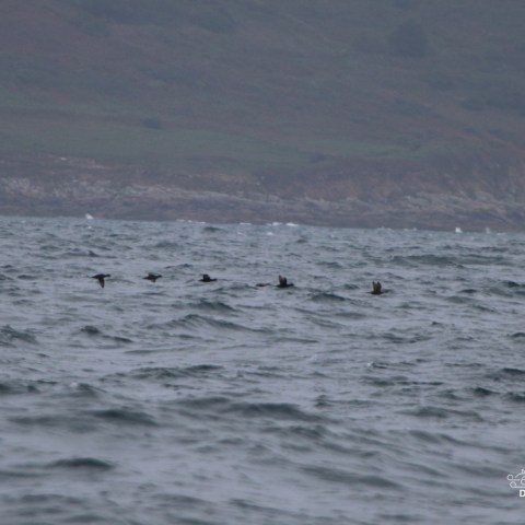 Flock of birds flying over choppy sea with distant hilly coastline.