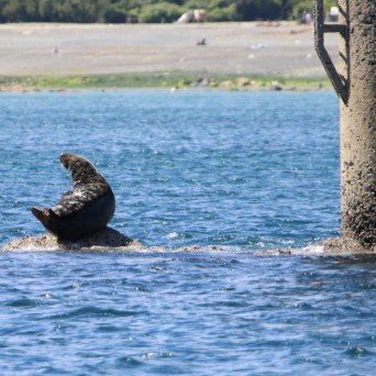 Seal resting on a rock near a pier in the water.