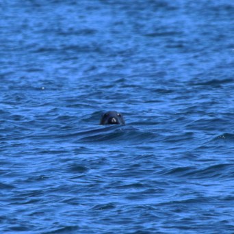 Seal partially submerged in blue ocean, only head visible.
