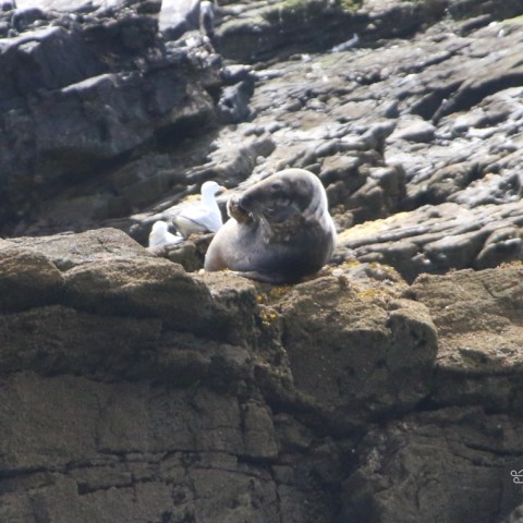Seal resting on rocky shore with seagulls nearby.