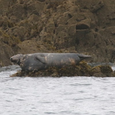 Seal lying on a rocky shore with seaweed, surrounded by water.