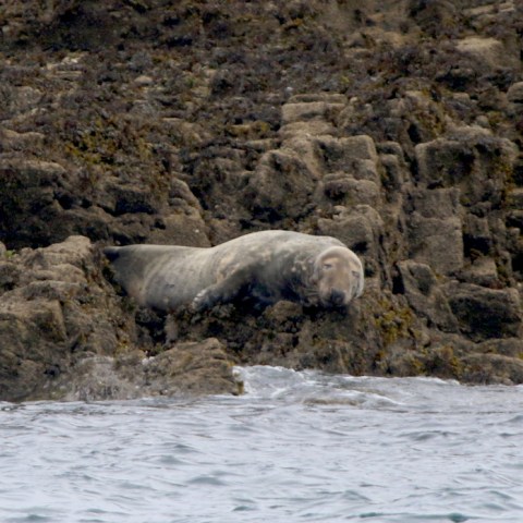 Seal resting on rocky shore near water.