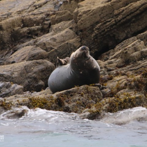 Seal resting on rocky shore by the water.