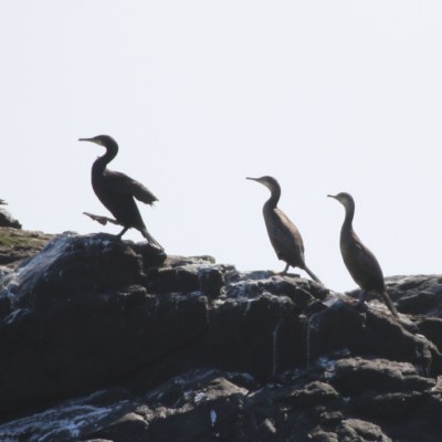 Three cormorants perched on rocky outcrop against cloudy sky.