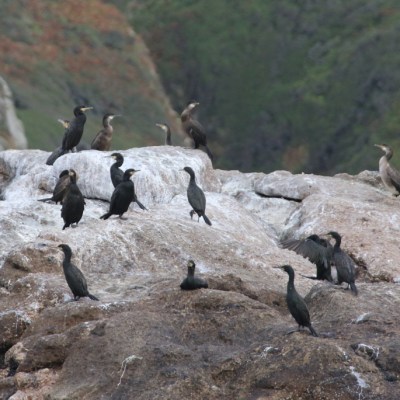 Group of cormorants perched on rocky terrain.