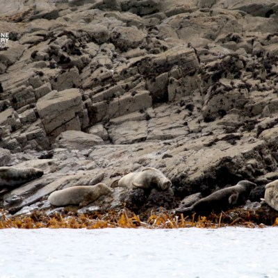 Seals resting on rocky shoreline with seaweed in foreground.