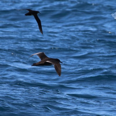 Two dark birds flying over a wavy ocean surface.