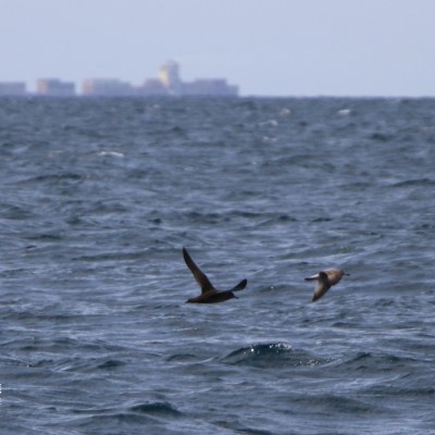 Two birds flying over the ocean with a distant landmass visible on the horizon.