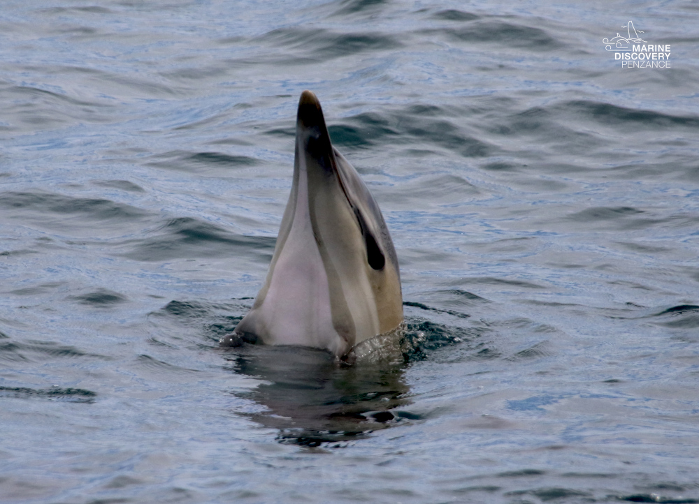 Dolphin's head surfacing vertically in the water, mouth closed.