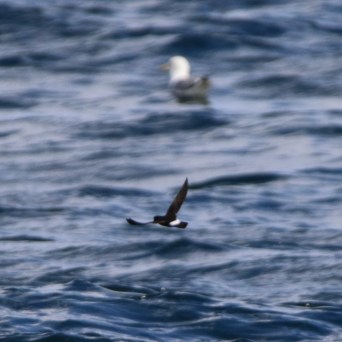 Two birds flying low over the ocean with rippling waves.
