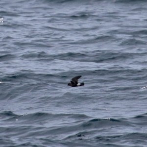 Seabird flying low over wavy ocean water.