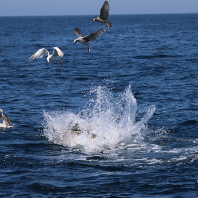 Seagulls fly above ocean water as a large splash disturbs the surface.