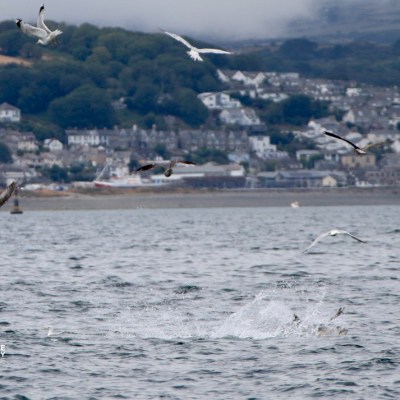 Seagulls flying above water near a coastal town with hills in the background.