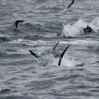 Tuna splashing in ocean with seagulls above