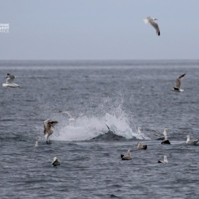 Seagulls flying over ocean with splash from surfacing fish.